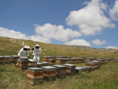 Eğriçayır balına 5 ödül birden