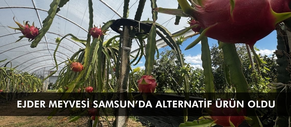 Ejder meyvesi Samsun’da alternatif ürün oldu