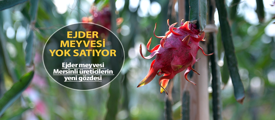 Ejder meyvesi yok satıyor