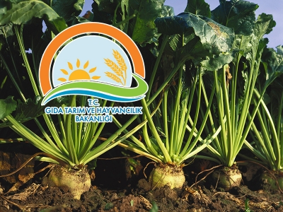 Şeker kotaları belirlendi