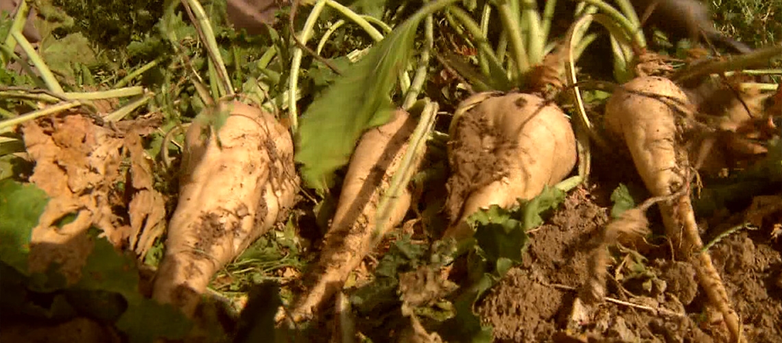 Şeker Pancarı Üretimi