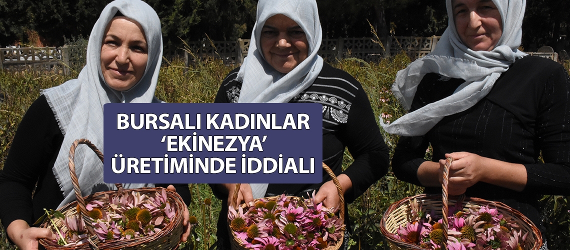 Bursalı kadınlar ‘ekinezya’ üretiminde iddialı