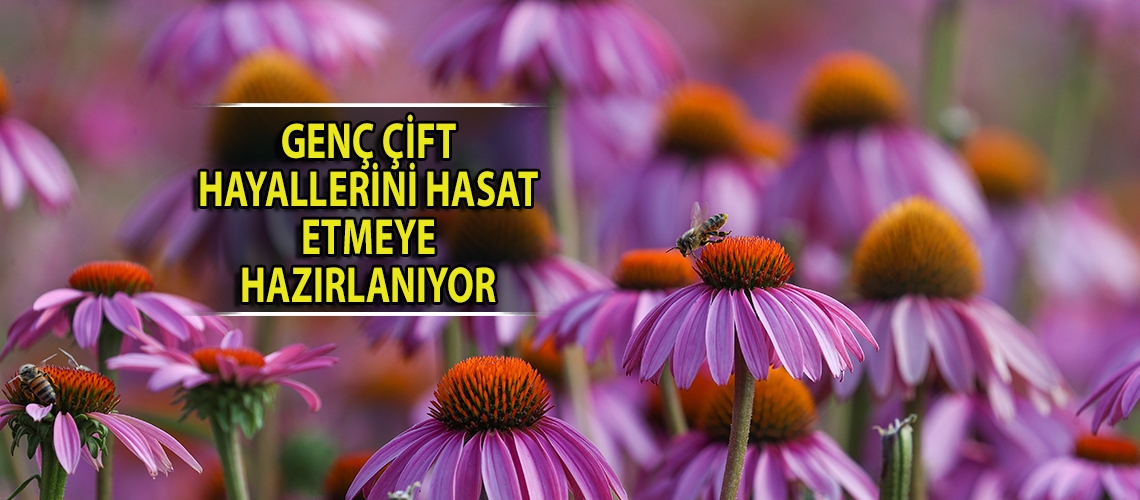 Genç çift hayallerini hasat etmeye hazırlanıyor