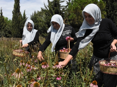 Bursalı kadınlar ‘ekinezya’ üretiminde iddialı