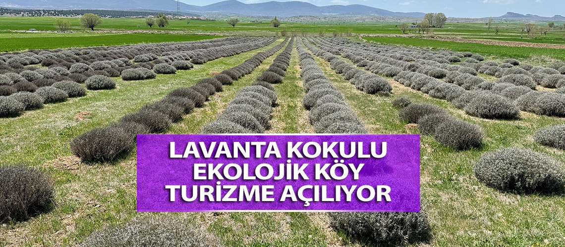 Lavanta kokulu ekolojik köy turizme açılıyor