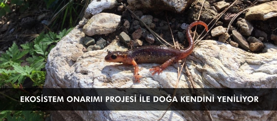 Ekosistem Onarımı Projesi ile doğa kendini yeniliyor