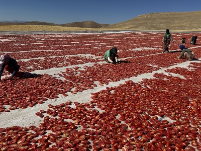 6 bin dönüm atıl araziyi tarıma kazandırdılar