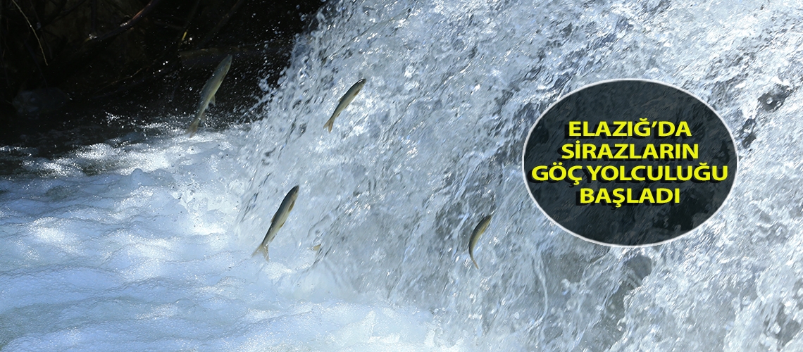 Elazığ’da sirazların göç yolculuğu başladı