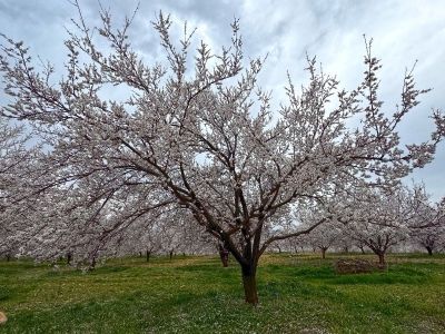 Elazığ'da ilaçlama mesaisi başladı
