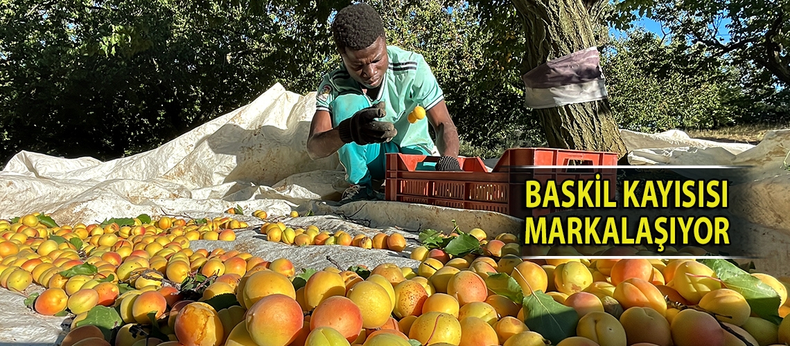 Baskil kayısısı markalaşıyor