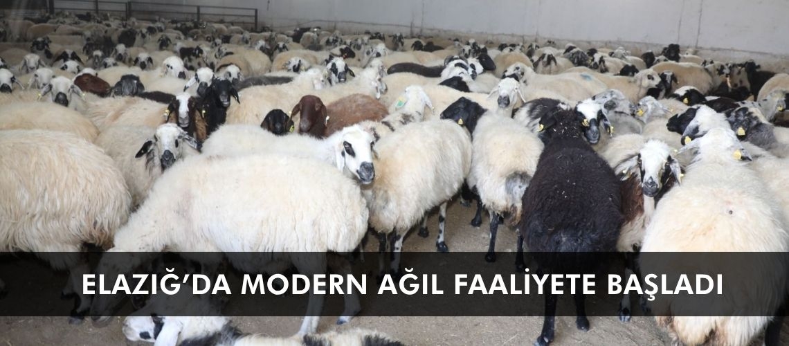 Elazığ’da modern ağıl faaliyete başladı