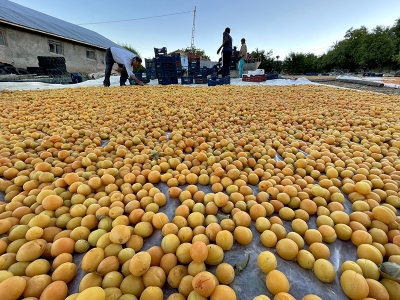 Baskil kayısısı markalaşıyor
