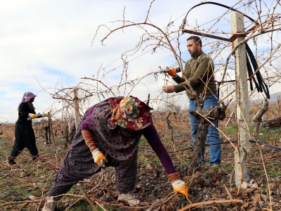 Elazığ'da kar yağışı üzüm üreticilerini sevindirdi