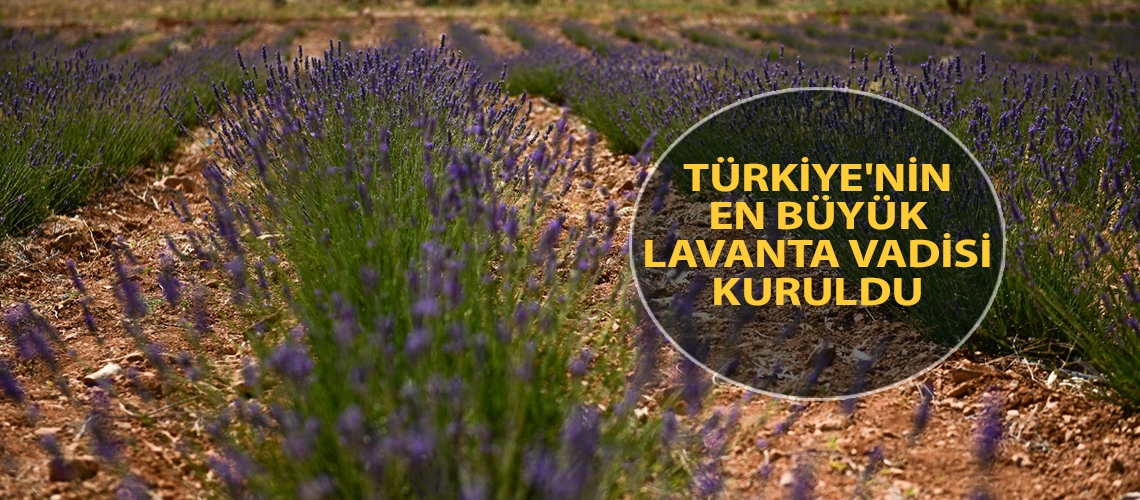 Türkiye'nin en büyük lavanta vadisi kuruldu