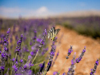 Türkiye'nin en büyük lavanta vadisi kuruldu