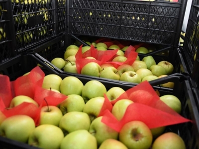 Elma ve limonun ihracı kayda bağlandı