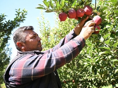Elma bahçesini spring su uygulamasıyla korudu