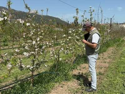 Don riskine karşı yeni elma türleri geliştiriliyor