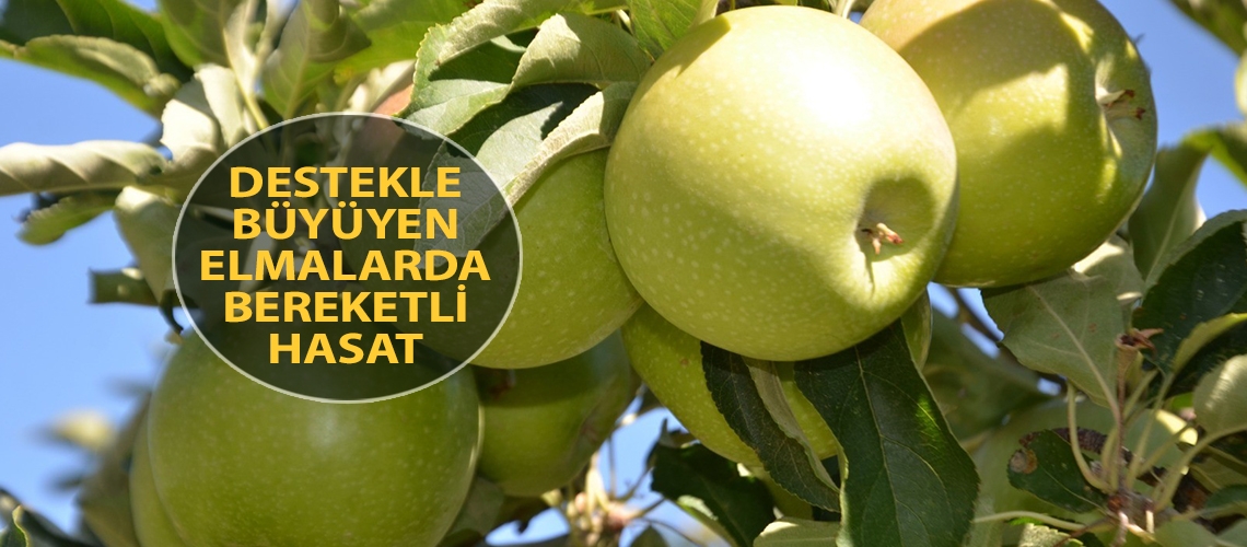 Destekle büyüyen elmalarda bereketli hasat