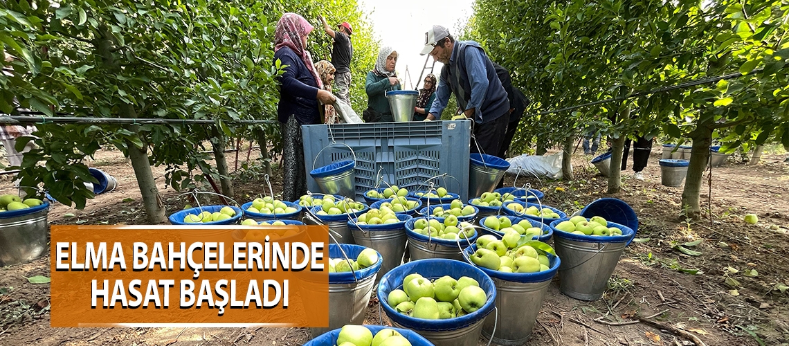 Elma bahçelerinde hasat başladı