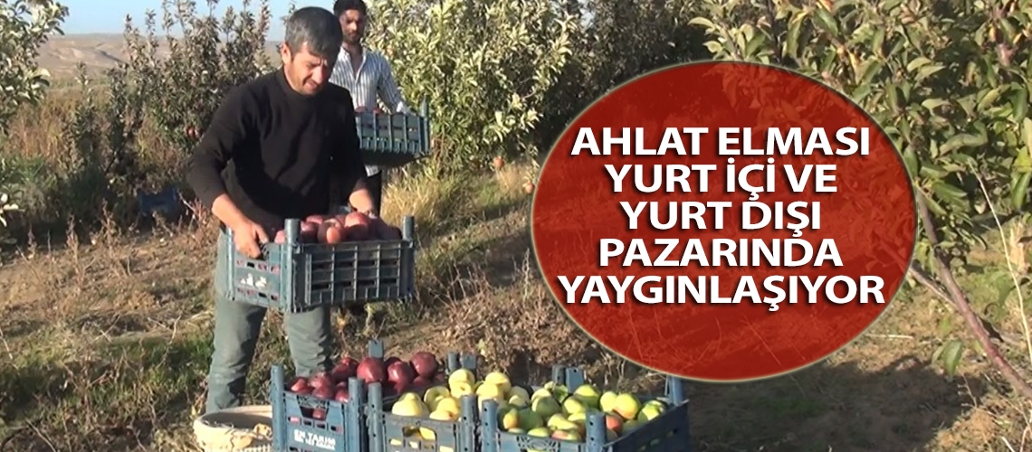 Ahlat elması yurt içi ve yurt dışı pazarında yaygınlaşıyor