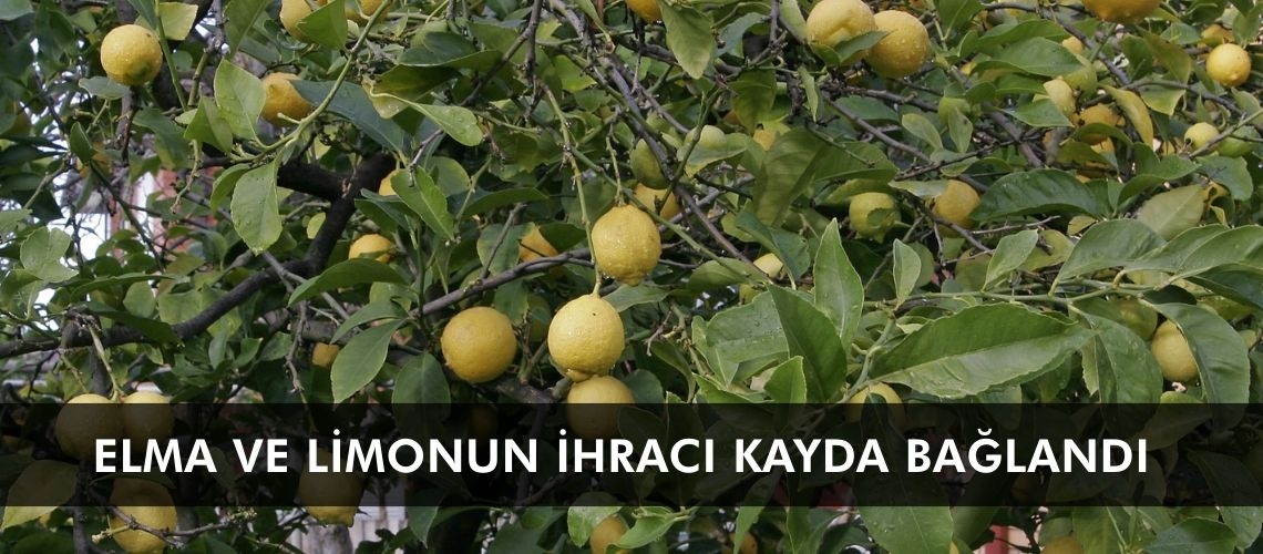 Elma ve limonun ihracı kayda bağlandı