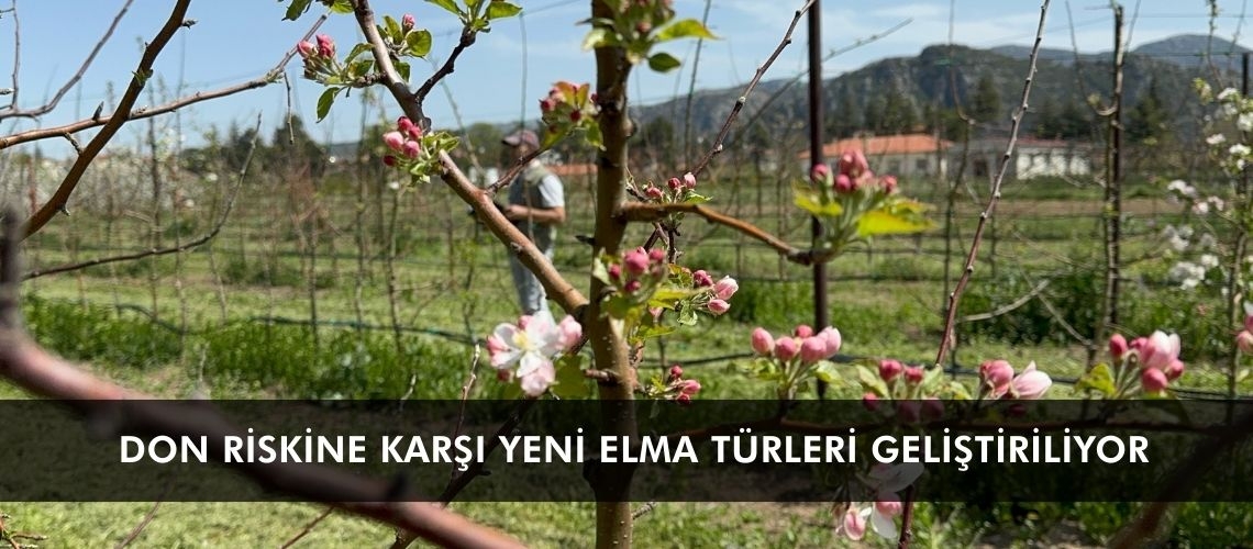 Don riskine karşı yeni elma türleri geliştiriliyor