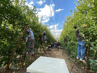 Elma bahçelerinde hasat başladı