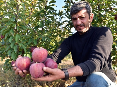 Ahlat elması yurt içi ve yurt dışı pazarında yaygınlaşıyor