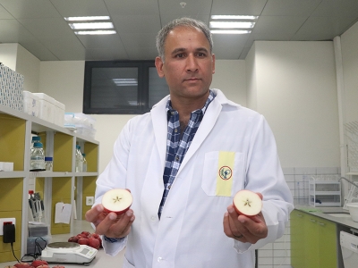 Niğde elması Amerika yolcusu