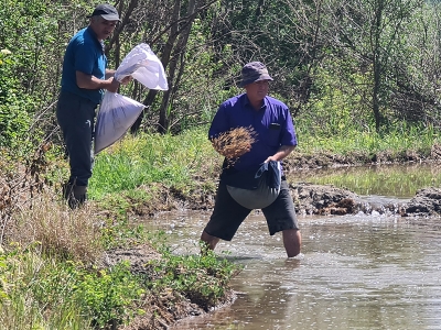 Çeltik tarlalarında zorlu mesai başladı