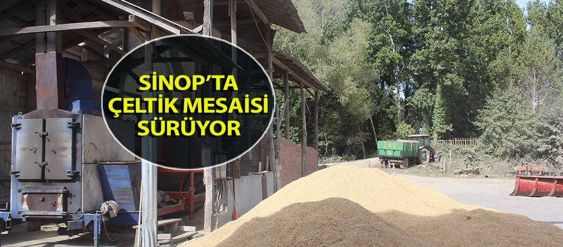 Sinop’ta çeltik mesaisi sürüyor