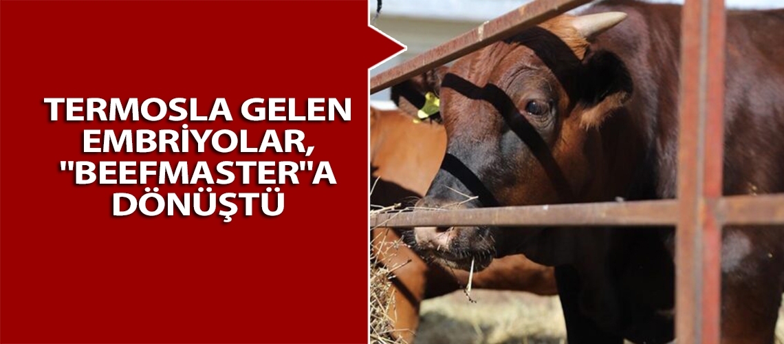 Termosla gelen embriyolar, 