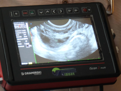 Embriyo transferi ile verim artışı hedefleniyor