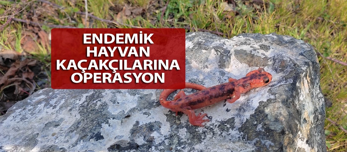 Endemik hayvan kaçakçılarına operasyon