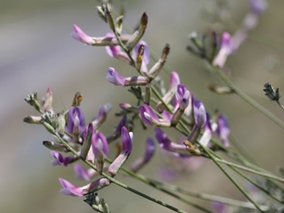 Endemik güzellik fotoğraflarla sergileniyor