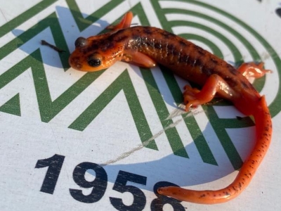 Endemik hayvan kaçakçılarına operasyon