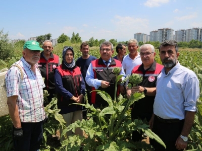 Coğrafi işaretli enginar yüksek verim getirdi