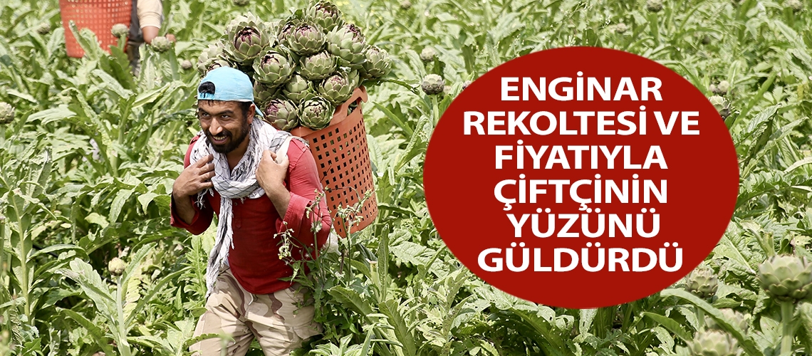 Enginar rekoltesi ve fiyatıyla çiftçinin yüzünü güldürdü