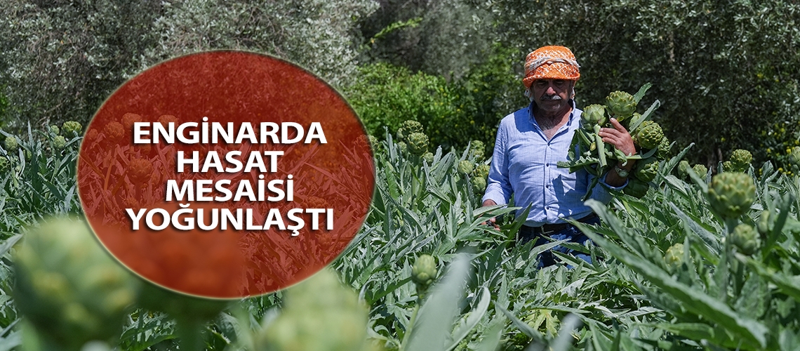 Enginarda hasat mesaisi yoğunlaştı