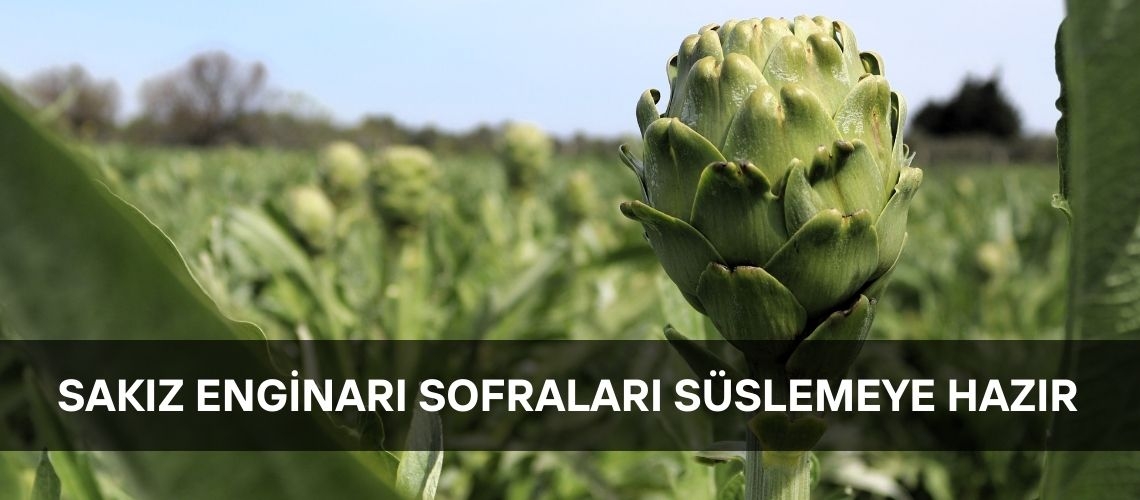 Sakız enginarı sofraları süslemeye hazır