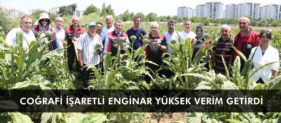 Coğrafi işaretli enginar yüksek verim getirdi