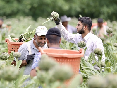 Enginar rekoltesi ve fiyatıyla çiftçinin yüzünü güldürdü