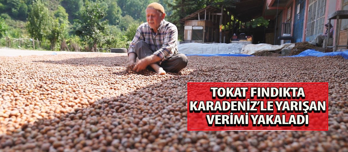 Tokat fındıkta Karadeniz’le yarışan verimi yakaladı