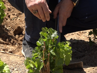 Endemik üzüm özenle korunuyor