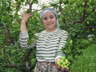 Erikte hasat mesaisi başladı