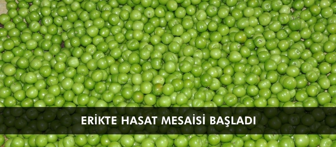 Erikte hasat mesaisi başladı