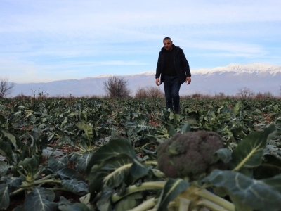 Mikroklima etkisi ile Erzincan’da üretim sürüyor