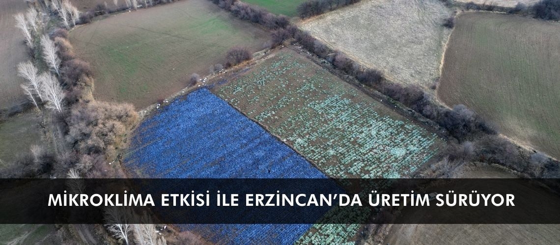 Mikroklima etkisi ile Erzincan’da üretim sürüyor