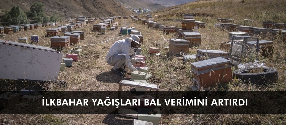 İlkbahar yağışları bal verimini artırdı